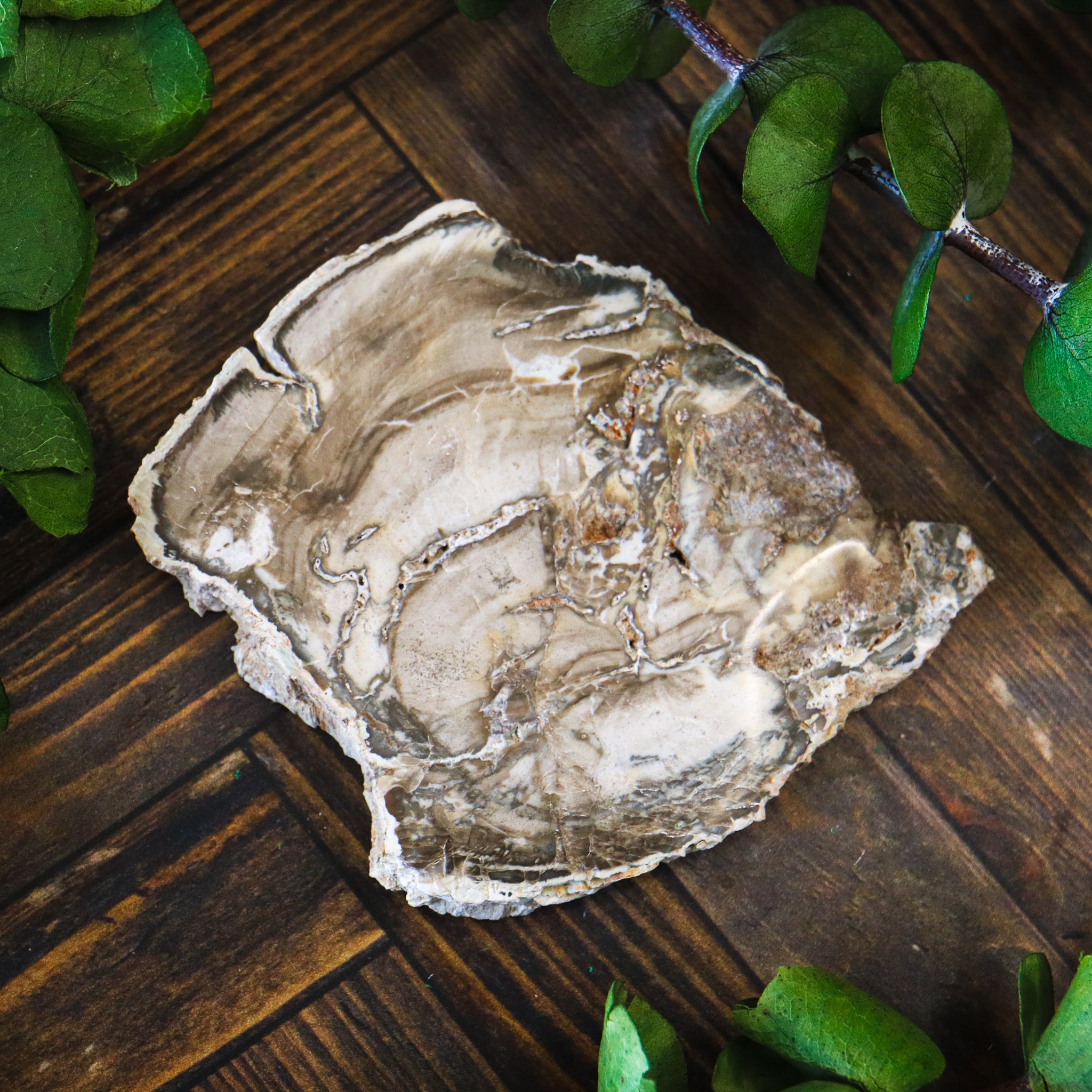 Petrified Wood Polished Slice