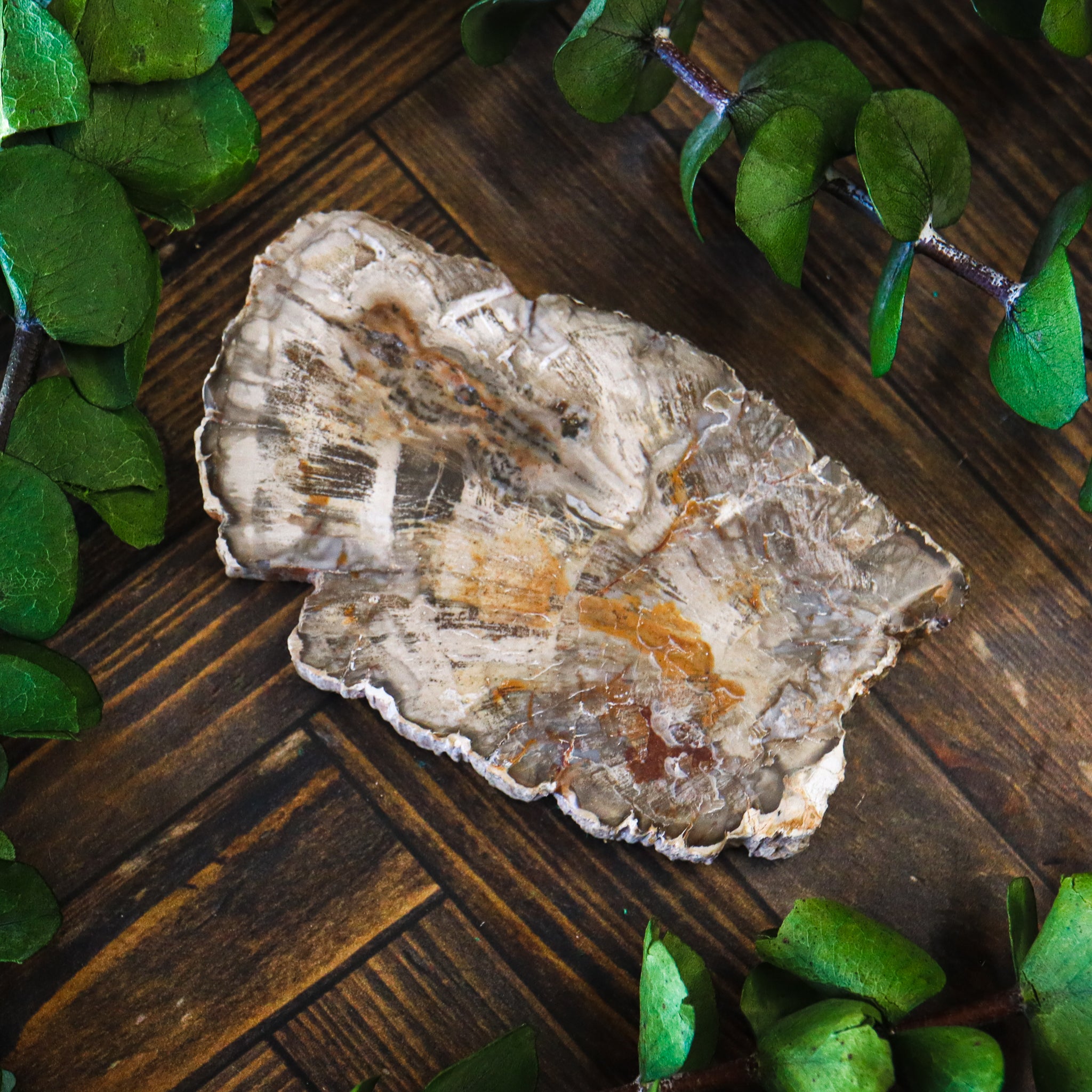 Petrified Wood Polished Slice