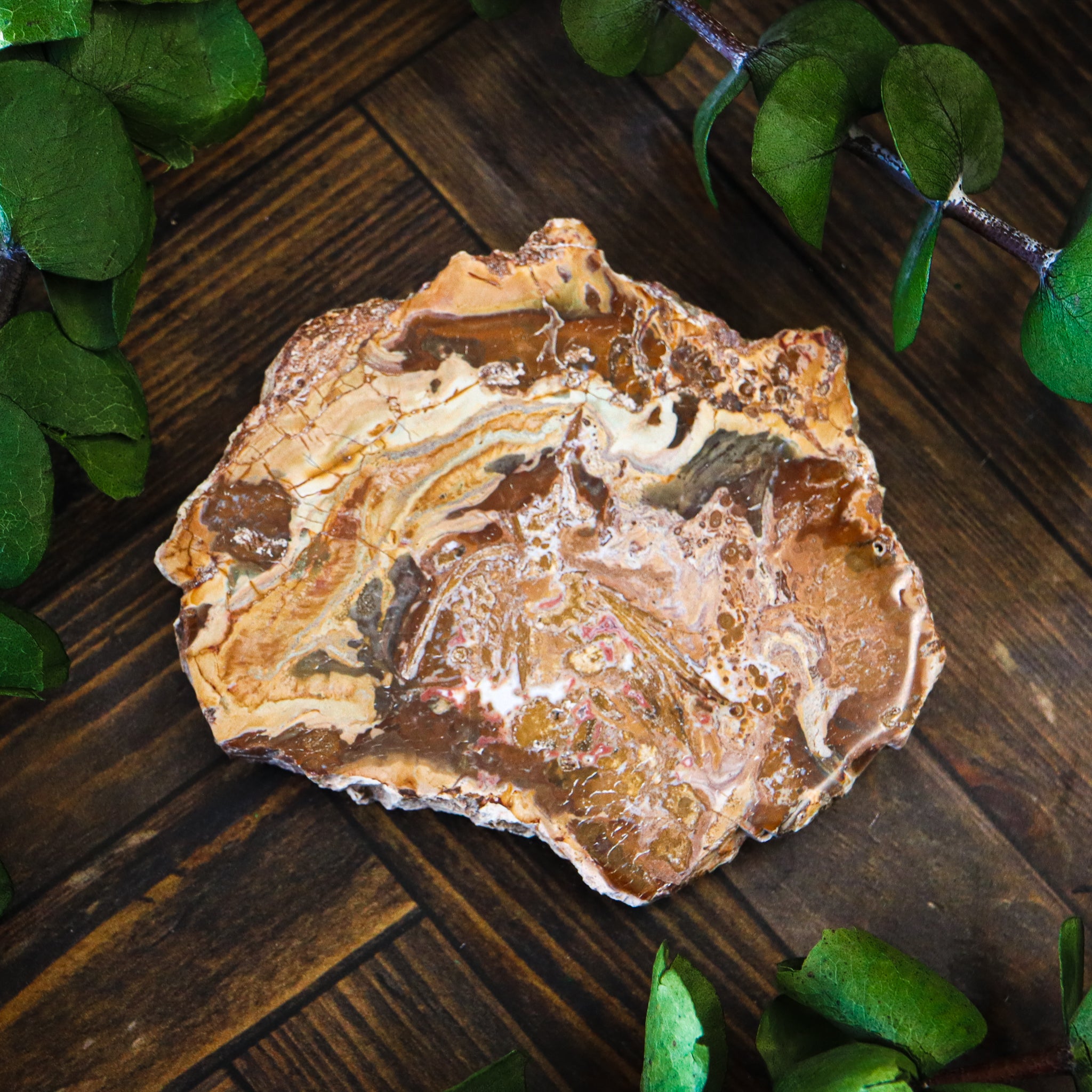 Petrified Wood Polished Slice