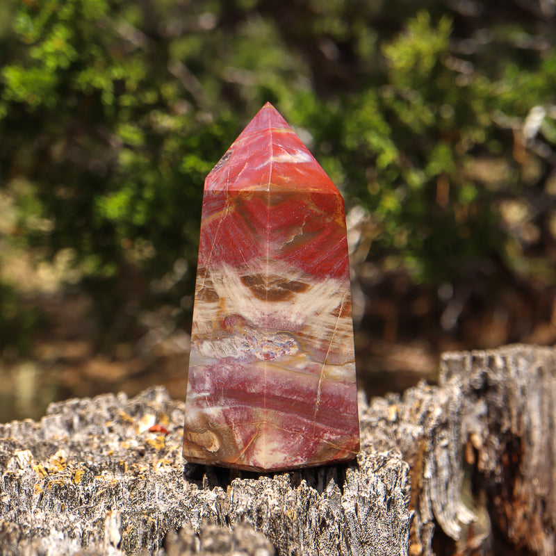 Petrified Wood Point