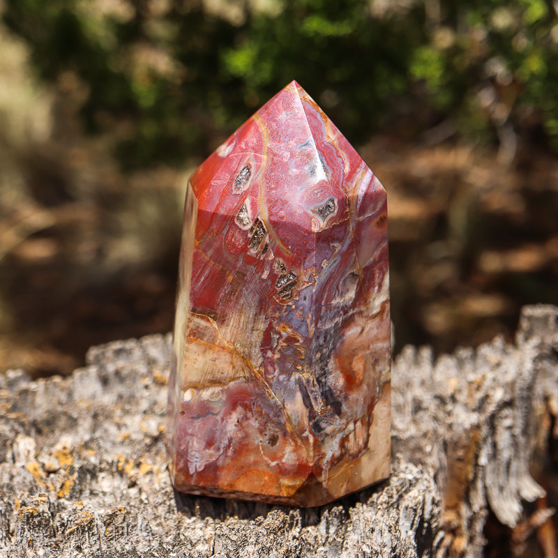 Petrified Wood Point