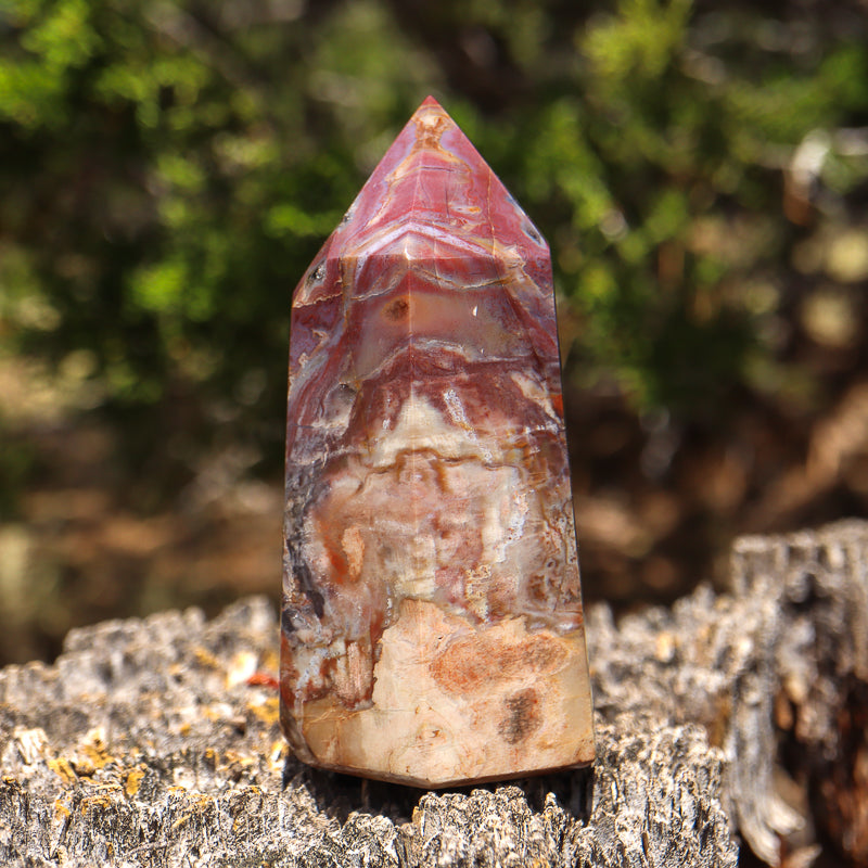 Petrified Wood Point