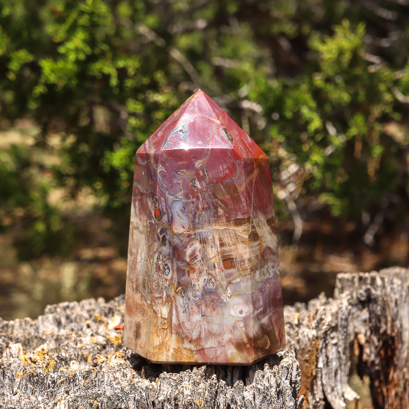 Petrified Wood Point