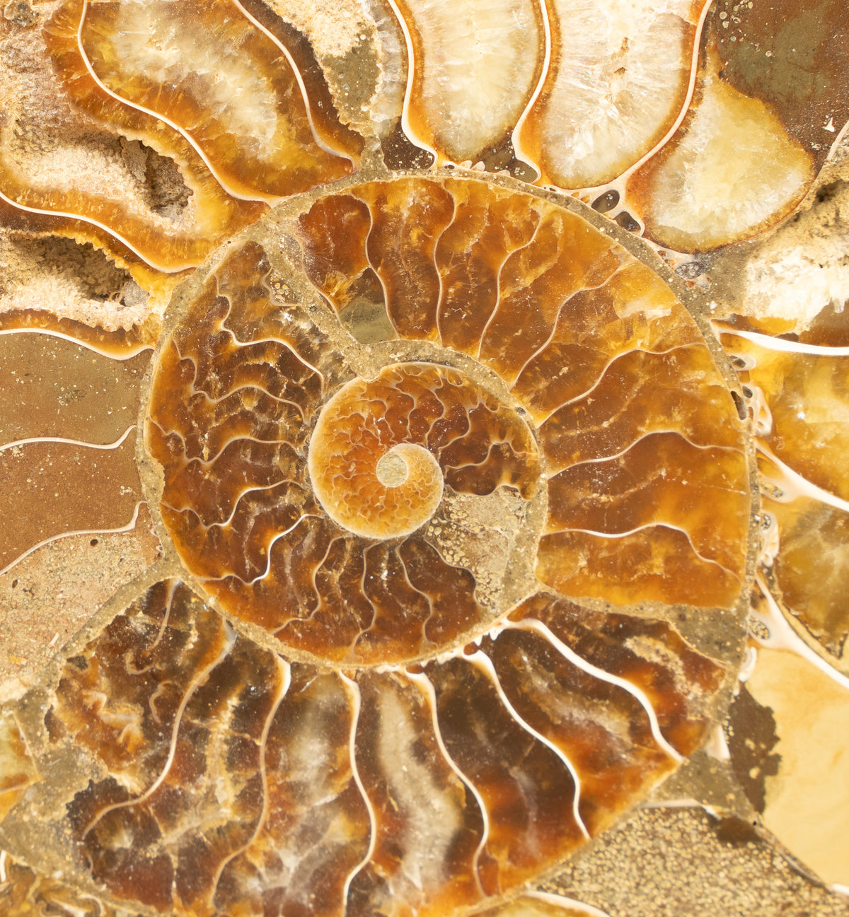 Polished Natural Ammonite Shell
