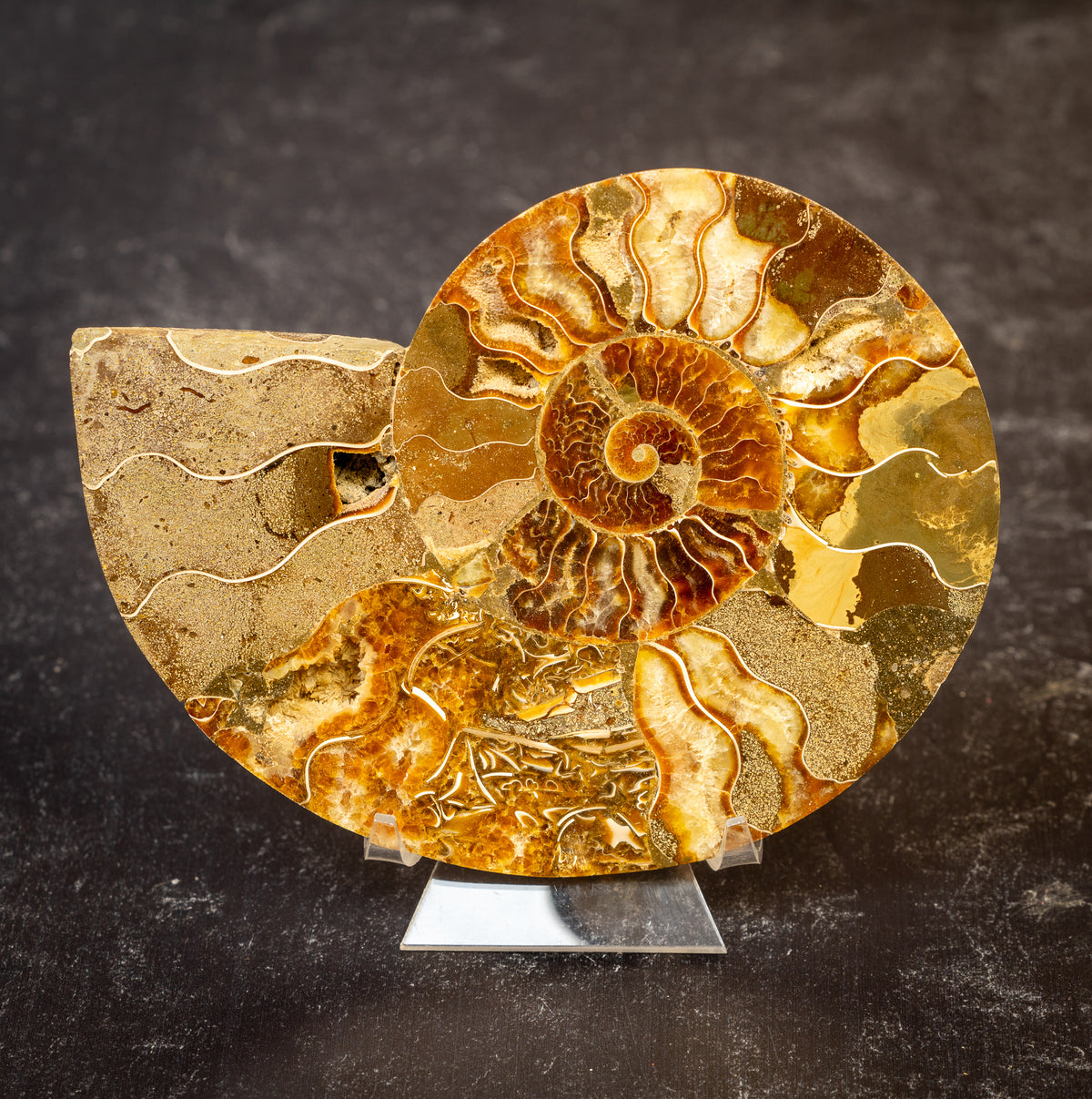 Polished Natural Ammonite Shell