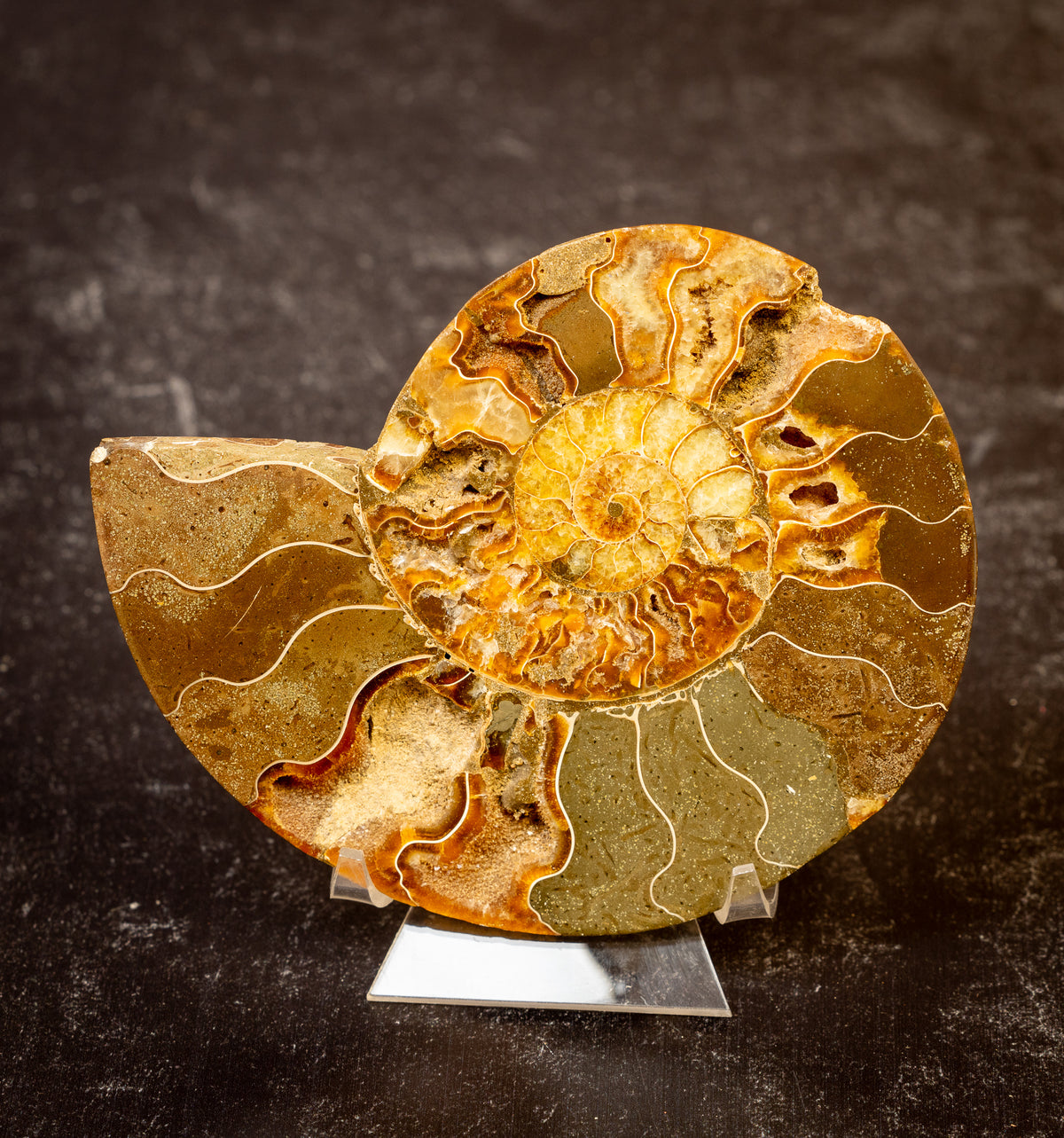Polished Natural Ammonite Shell