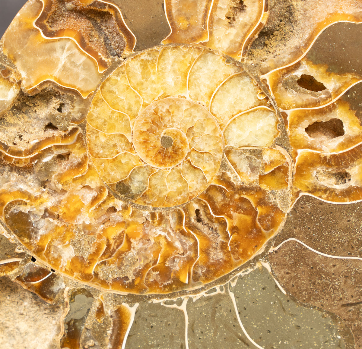 Polished Natural Ammonite Shell