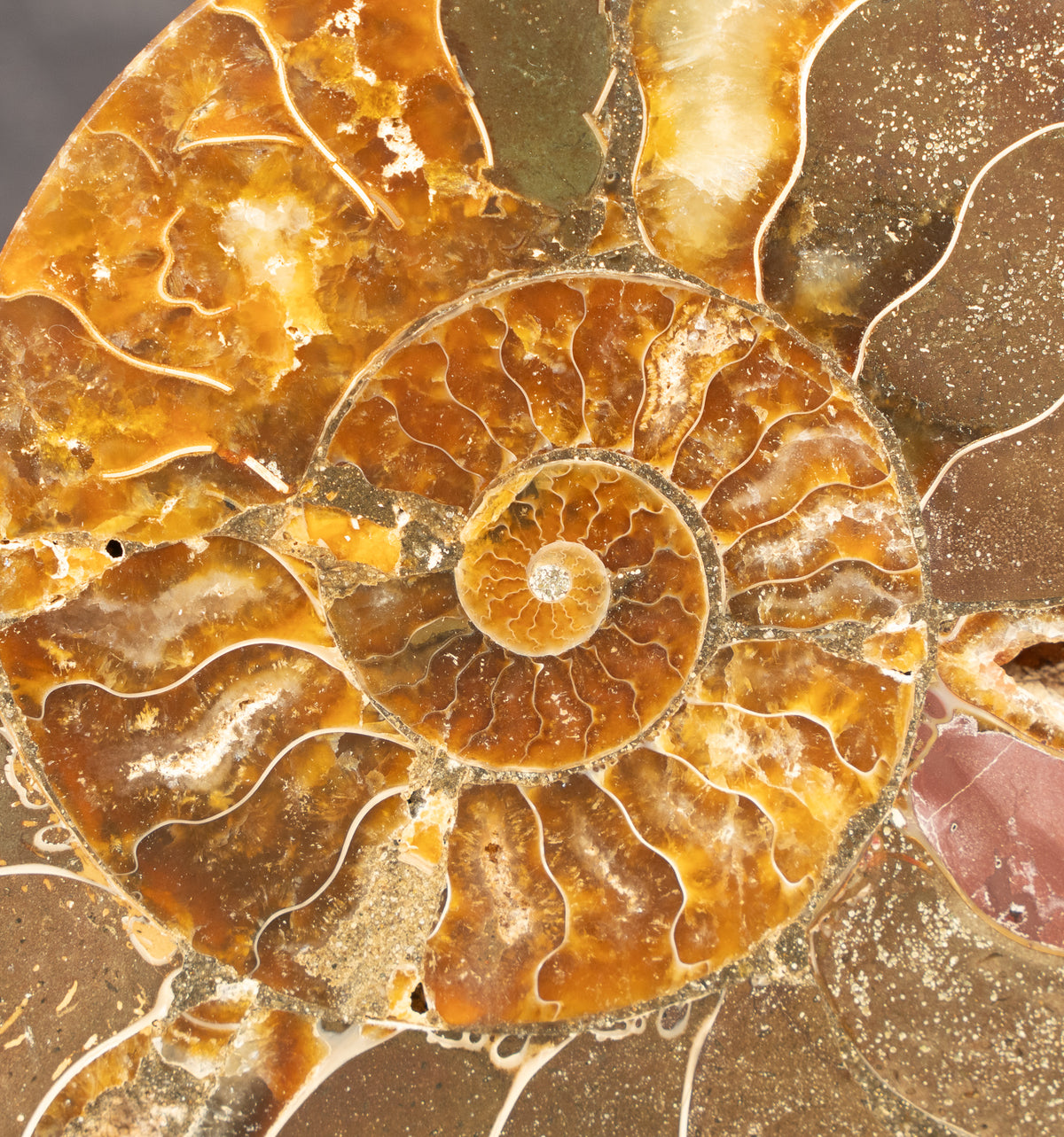 Polished Natural Ammonite Shell