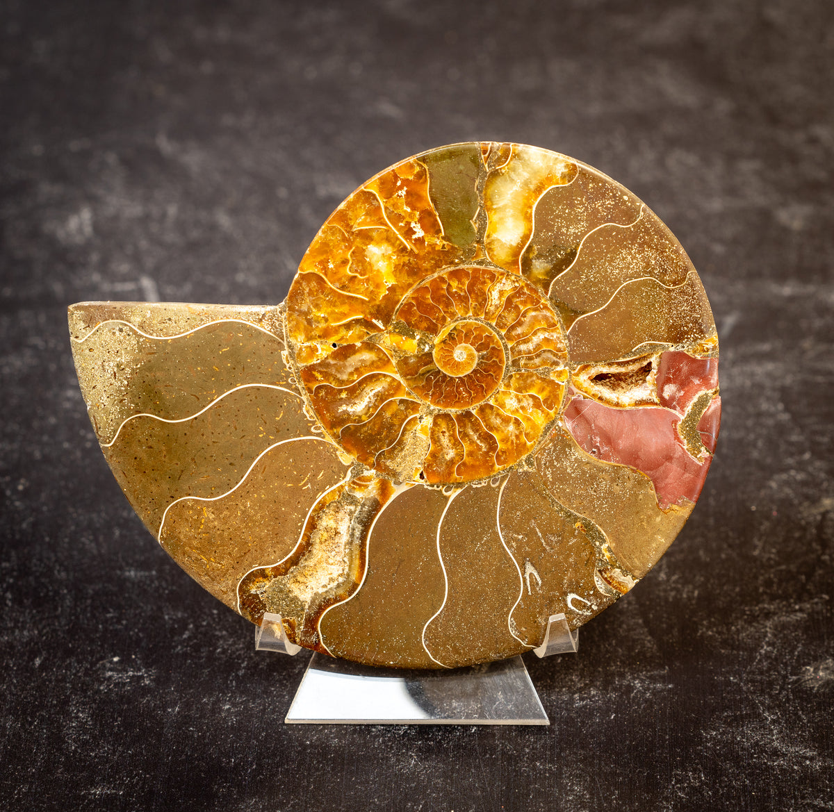 Polished Natural Ammonite Shell