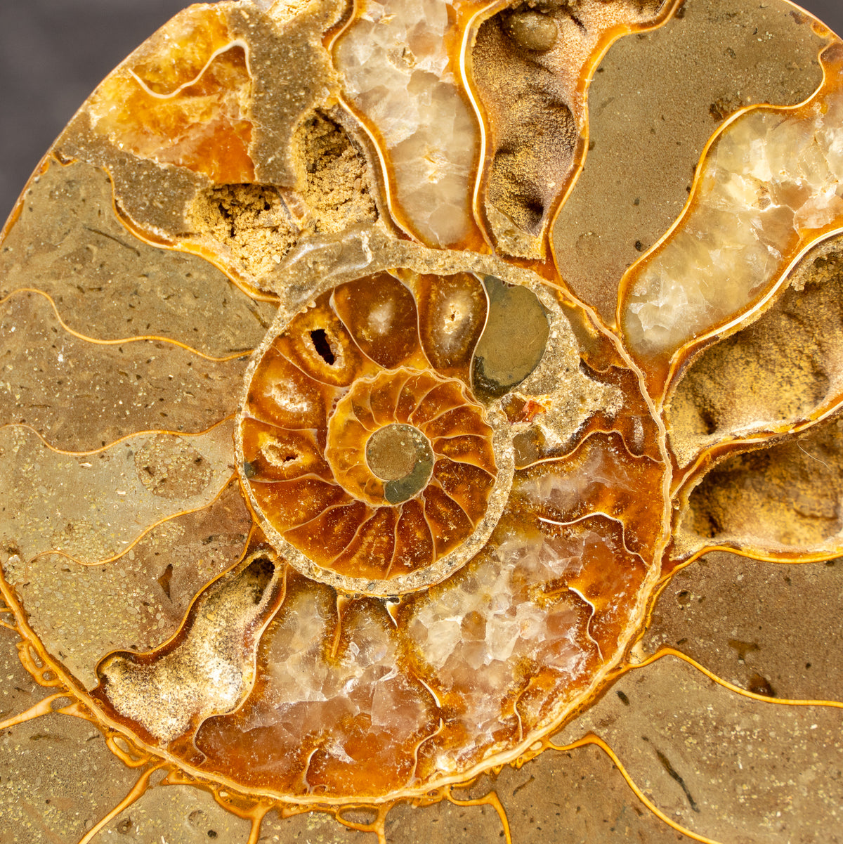 Polished Natural Ammonite Shell