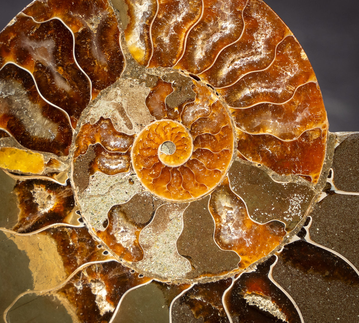 Polished Natural Ammonite Shell