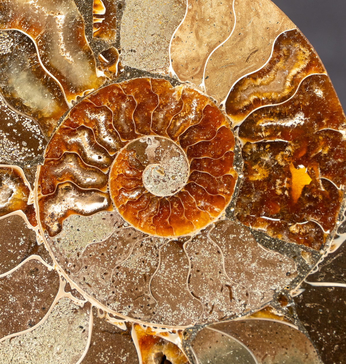 Polished Natural Ammonite Shell