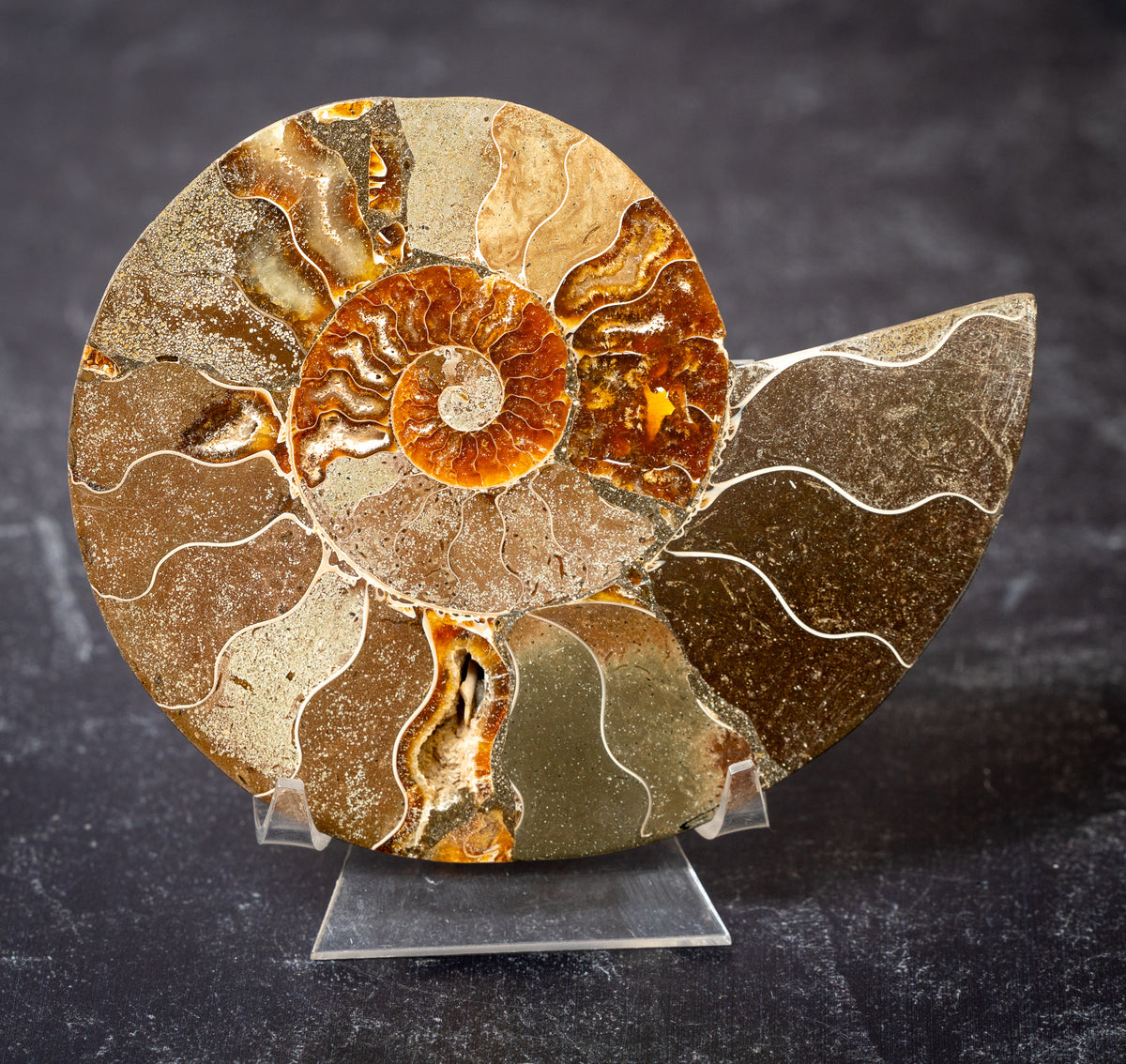 Polished Natural Ammonite Shell