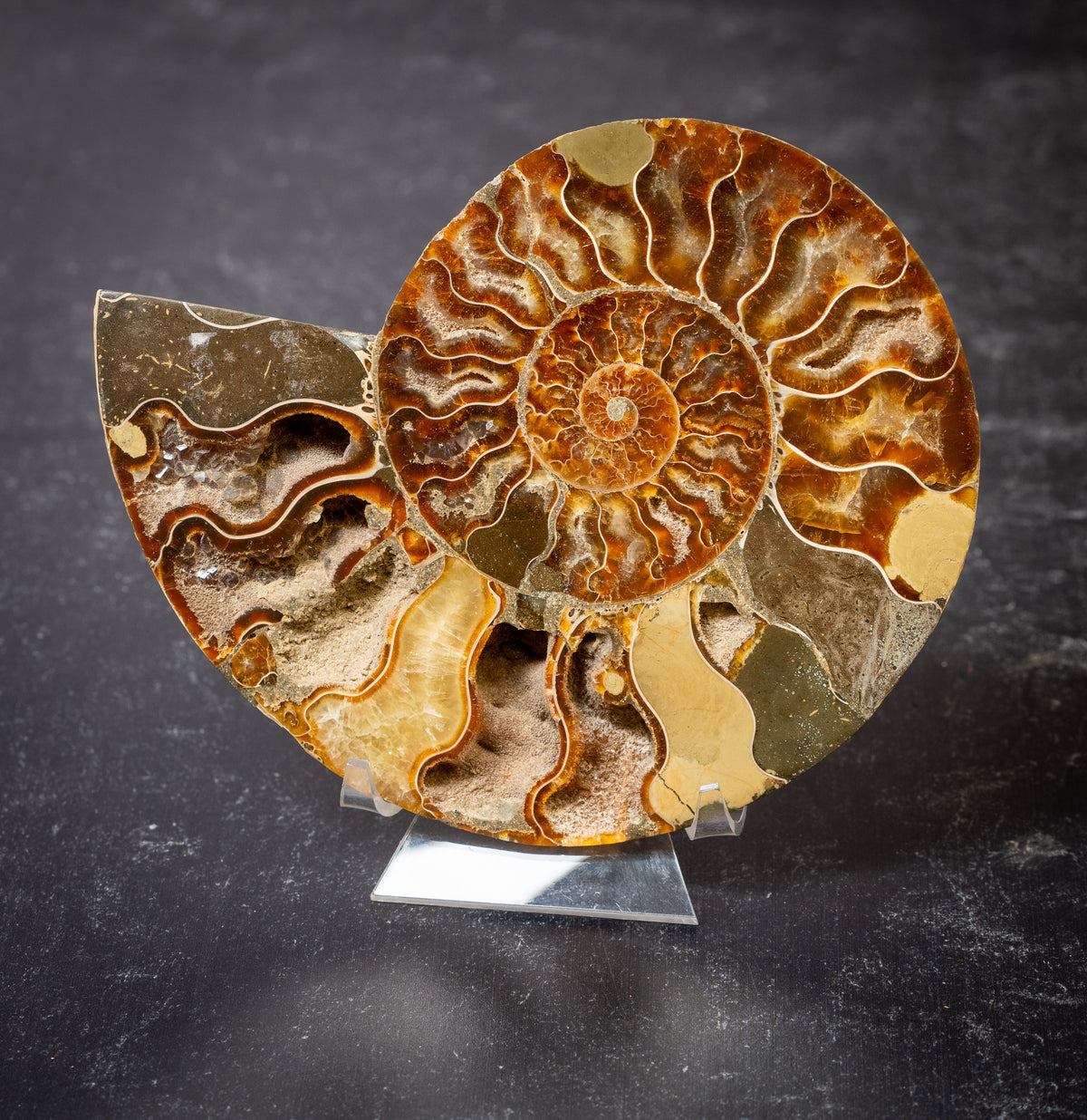 Polished Natural Ammonite Shell