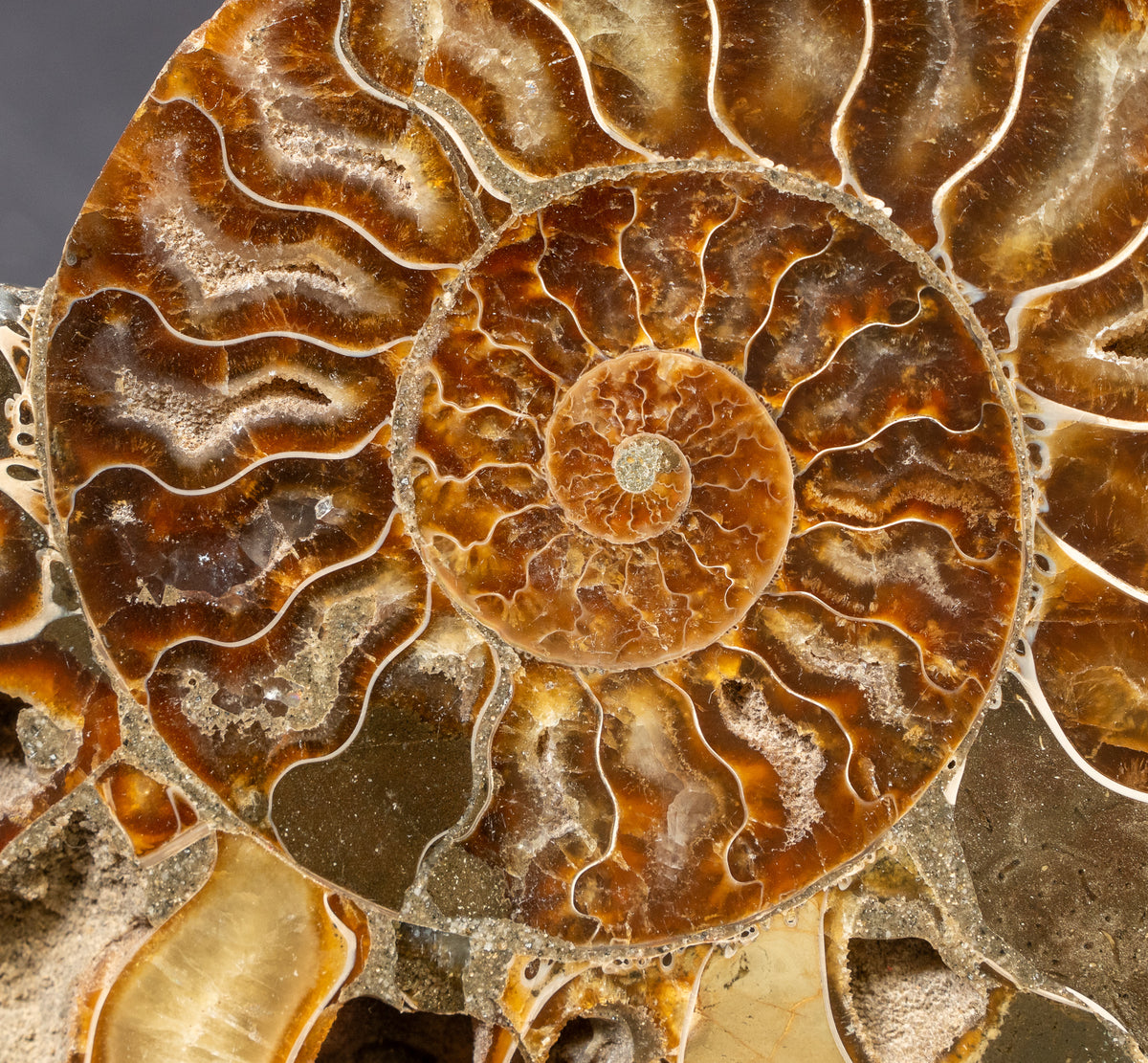 Polished Natural Ammonite Shell