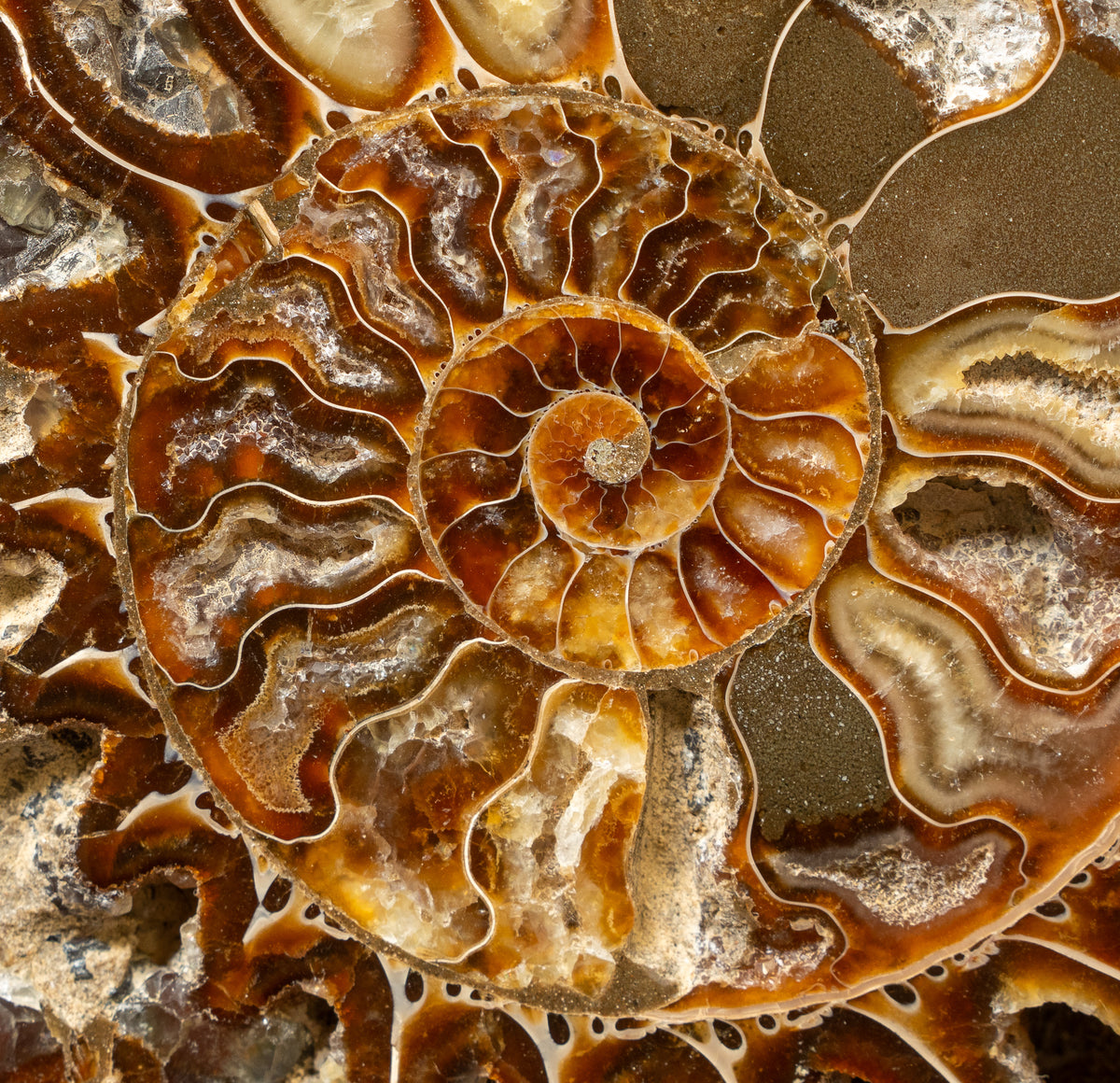 Polished Natural Ammonite Shell