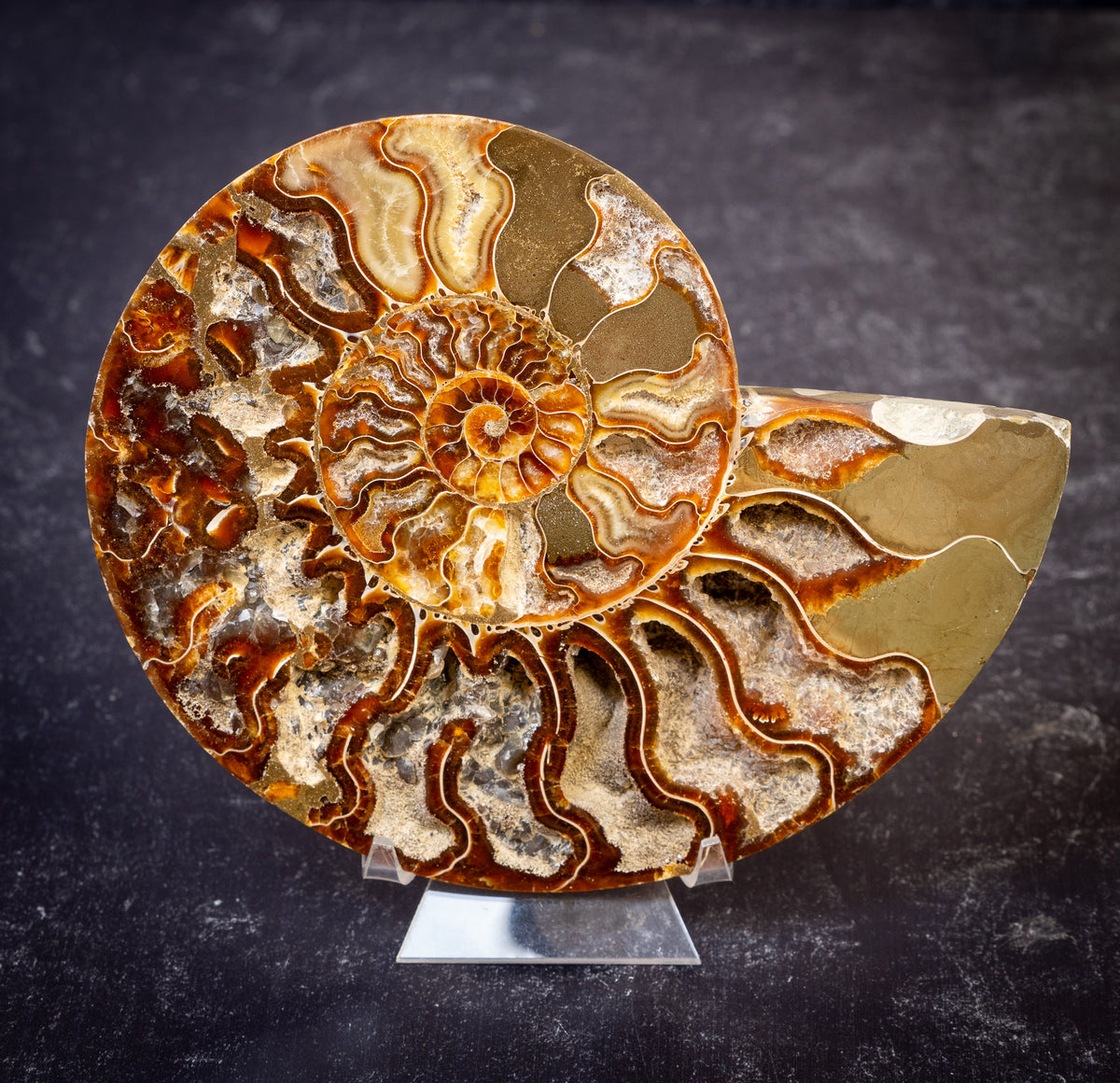 Polished Natural Ammonite Shell