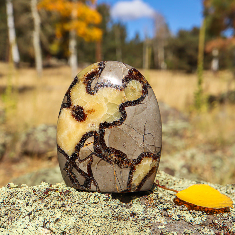 Septarian (Free Form)