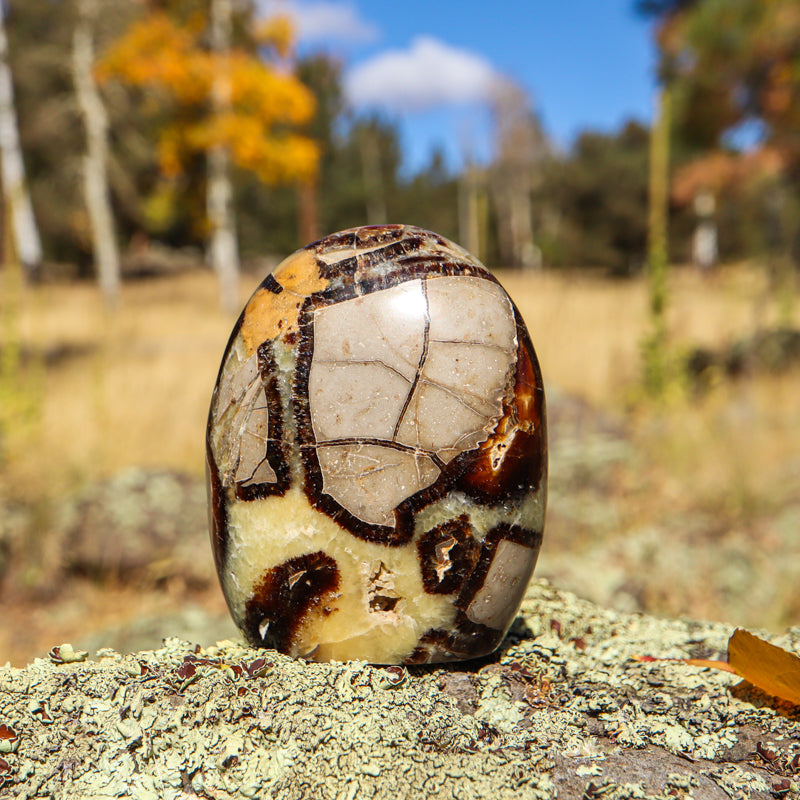 Septarian (Free Form)