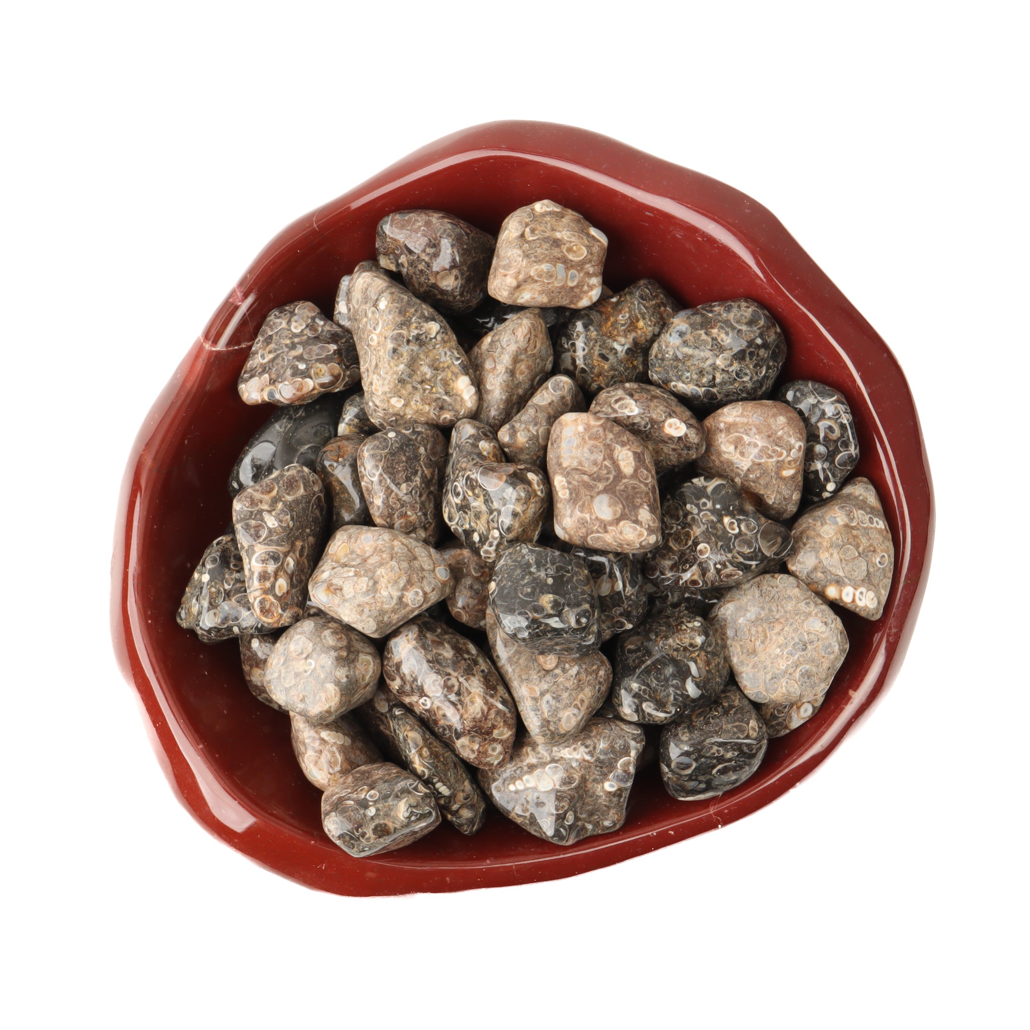 Turritella Agate Tumbled