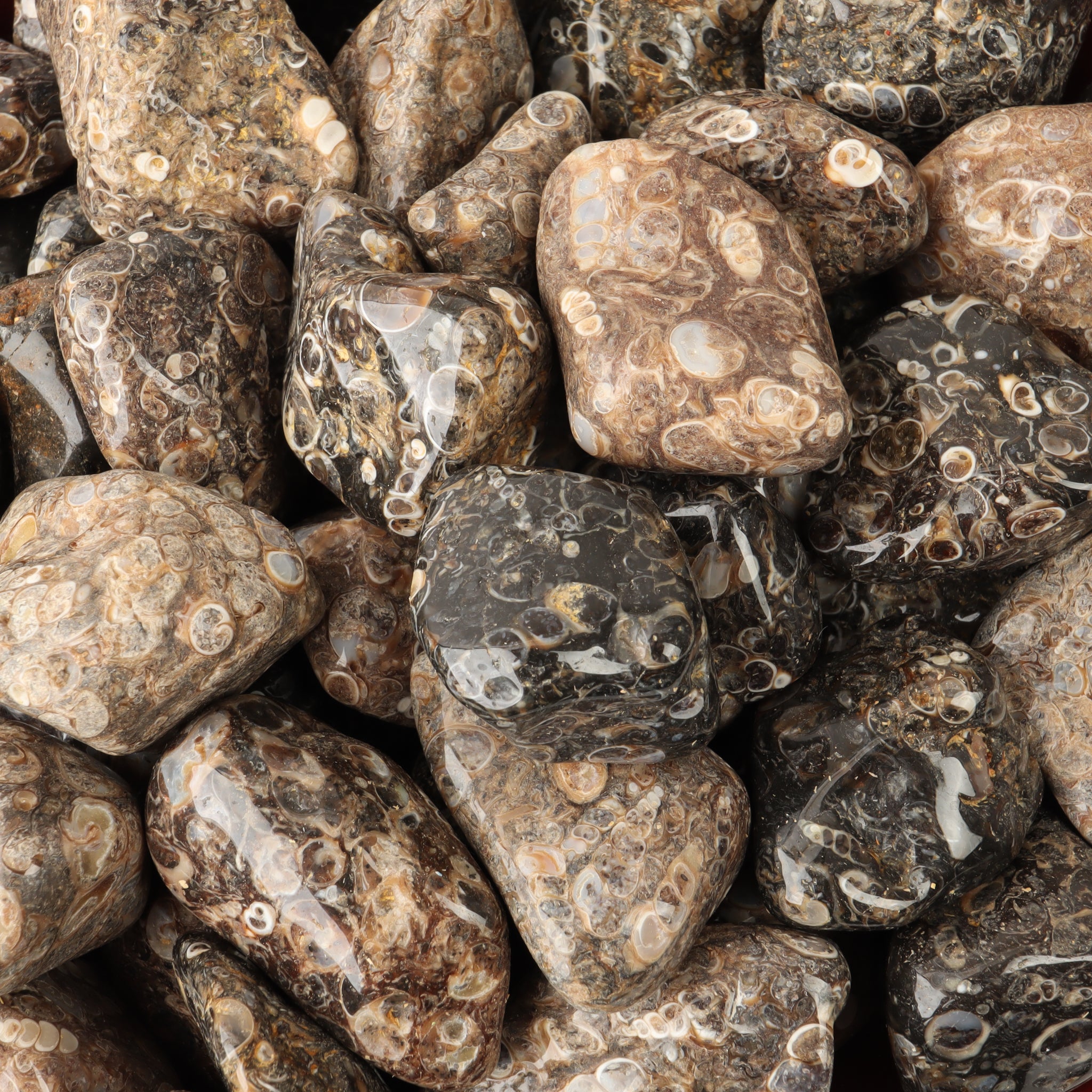 Turritella Agate Tumbled