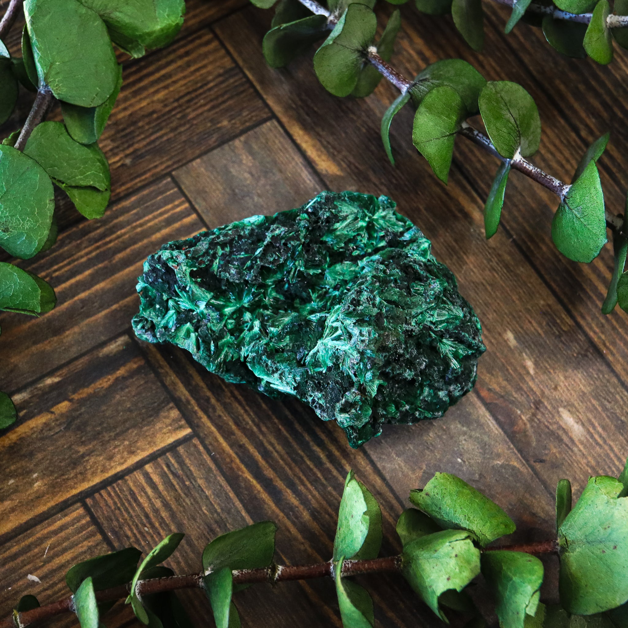 Velvet Malachite
