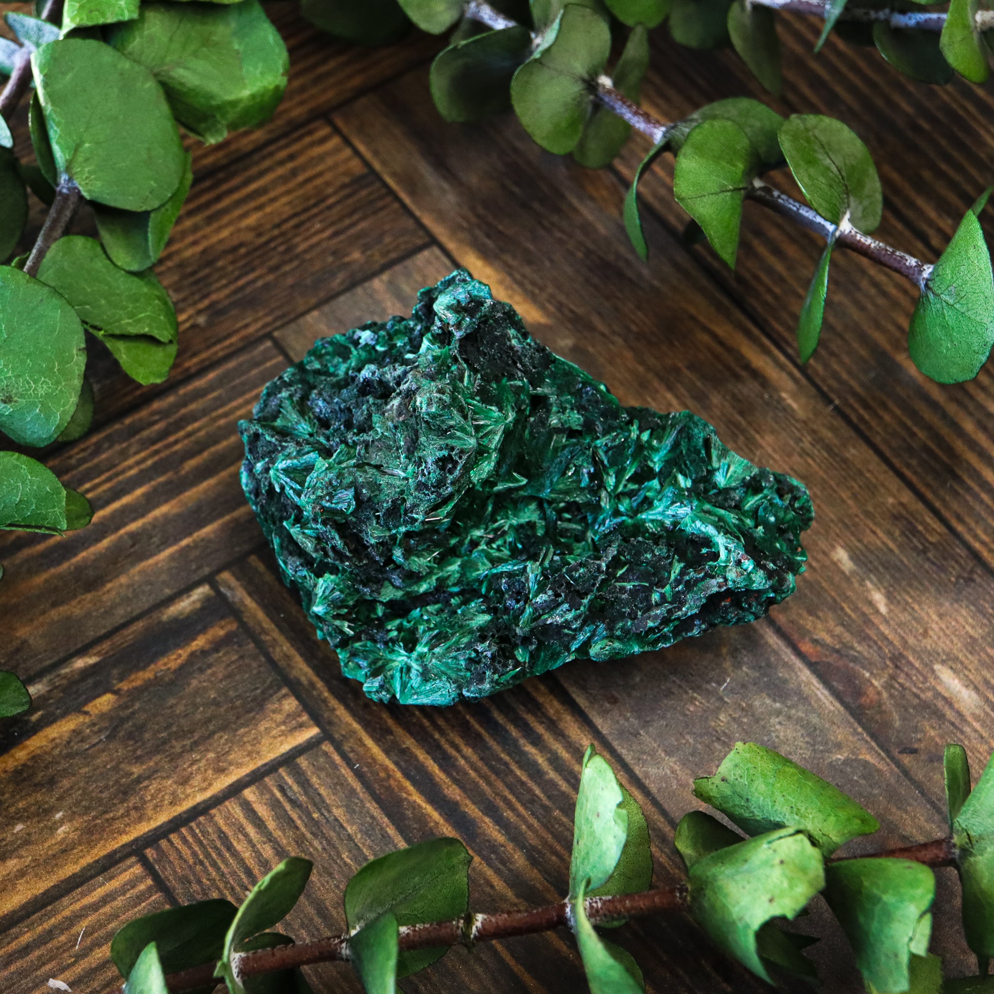 Velvet Malachite