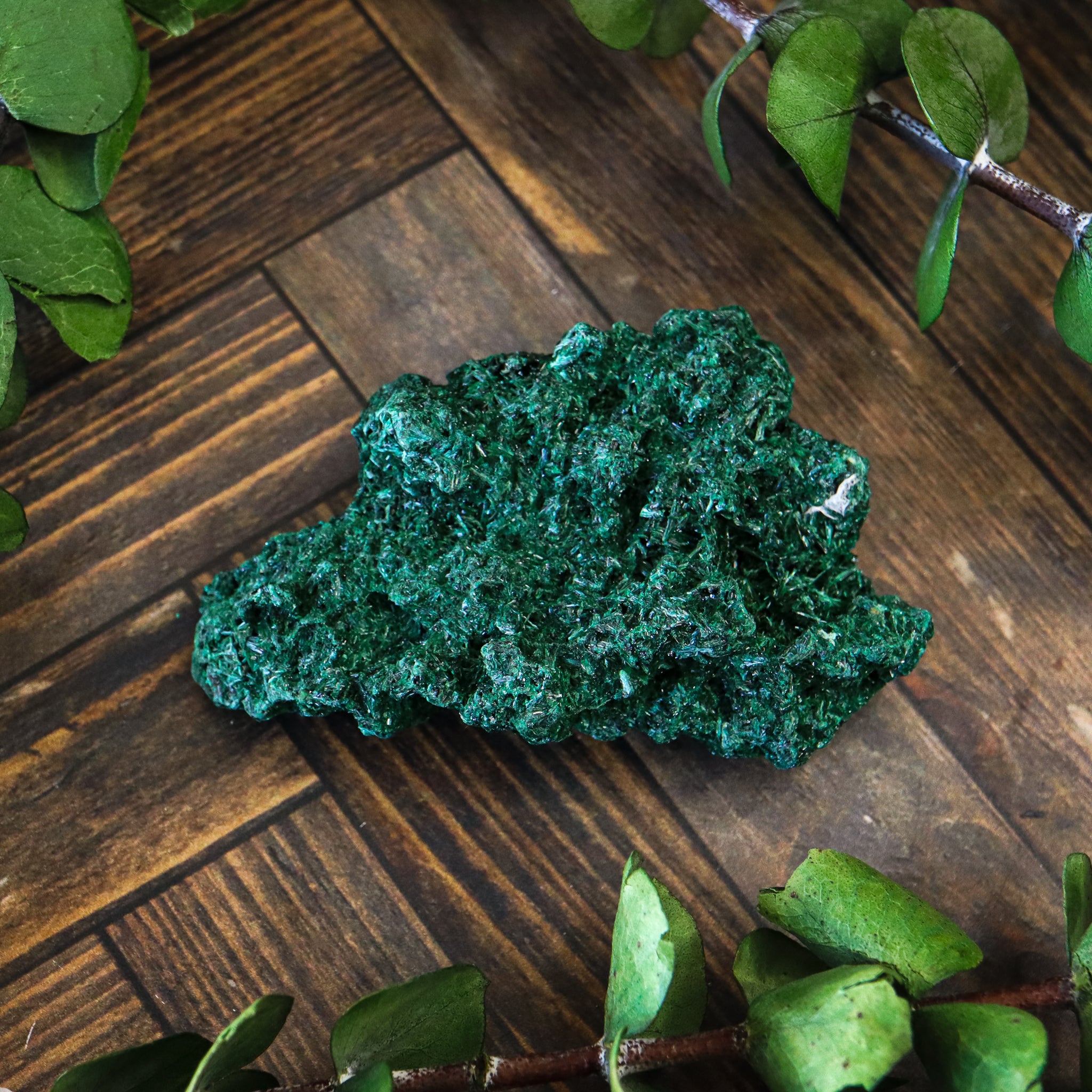 Velvet Malachite