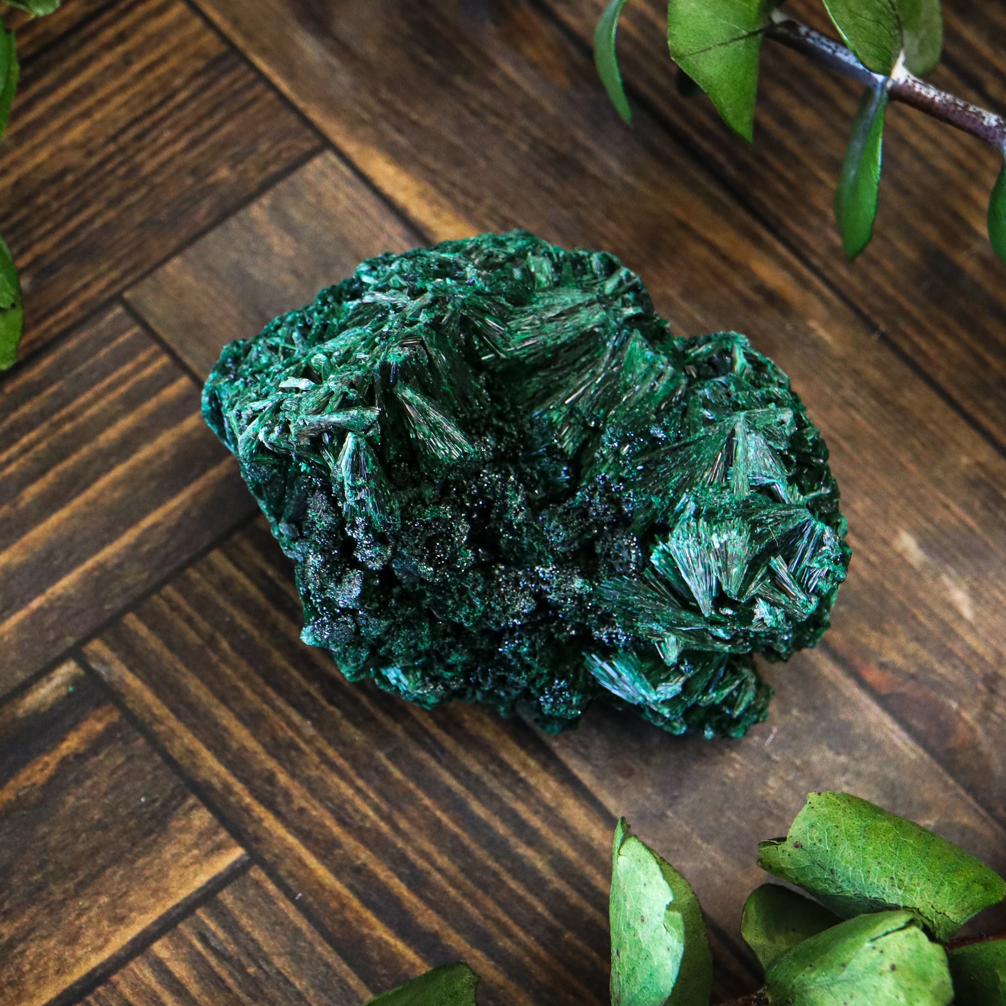 Velvet Malachite