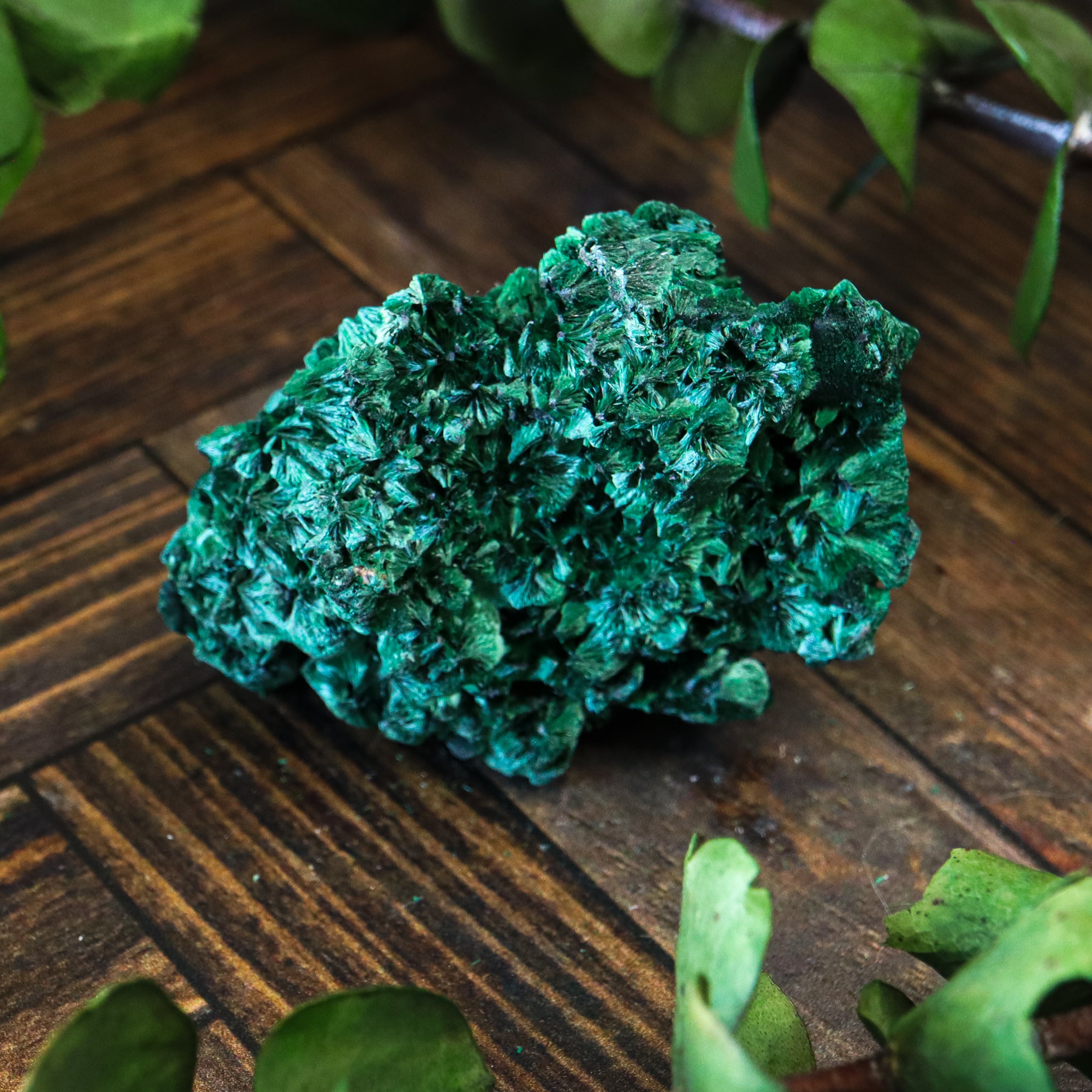 Velvet Malachite