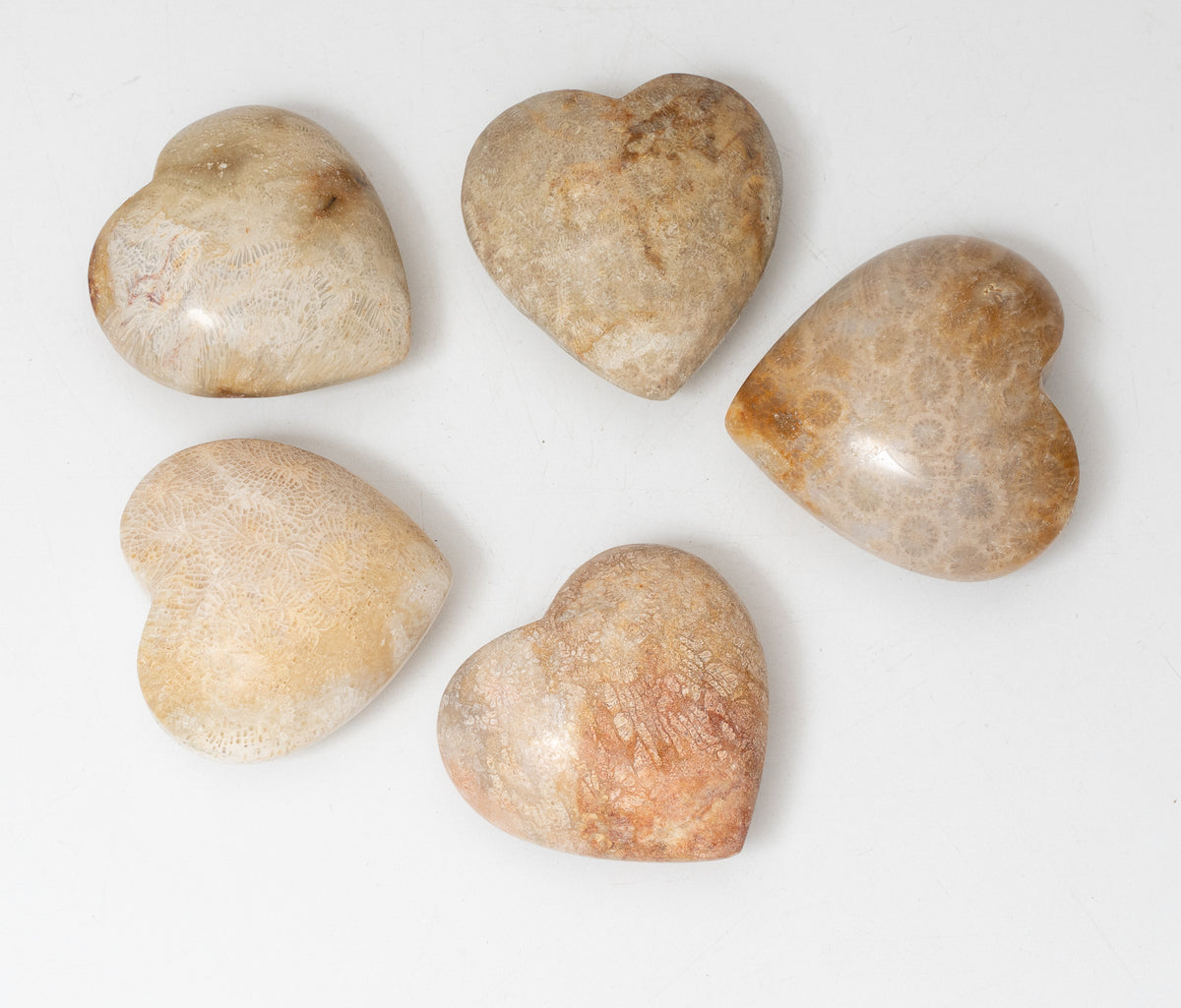 Fossilized Coral Heart
