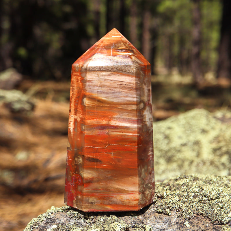 Petrified Wood Point