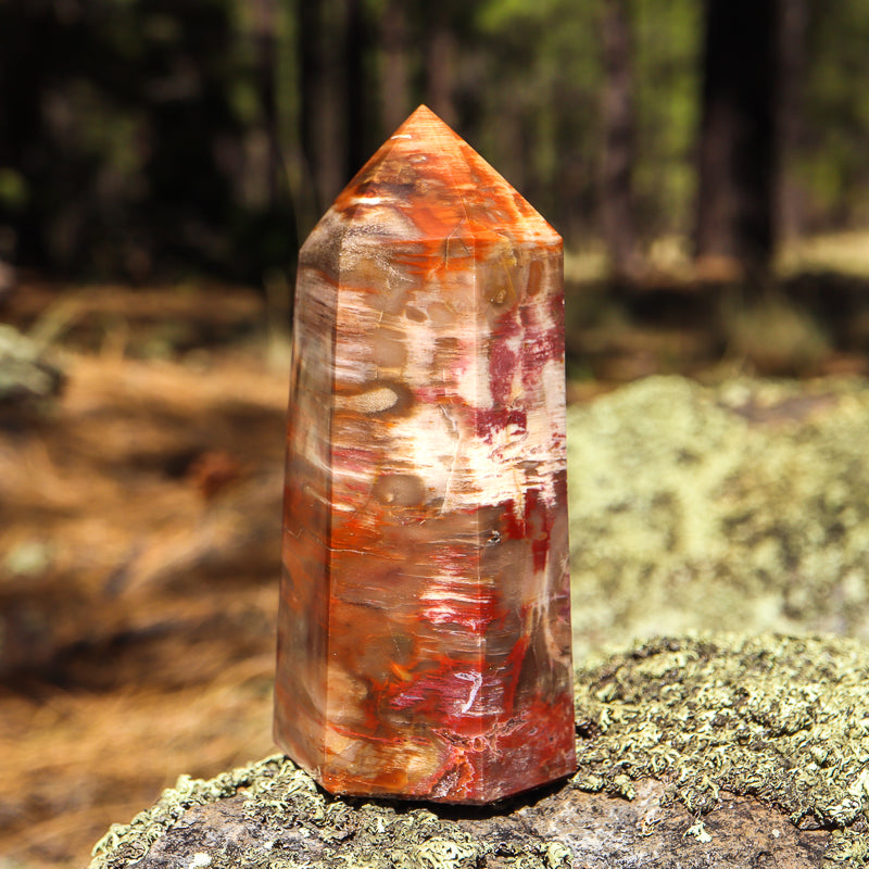 Petrified Wood Point