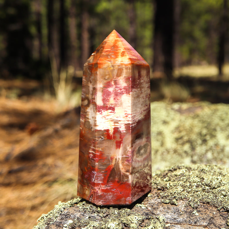 Petrified Wood Point