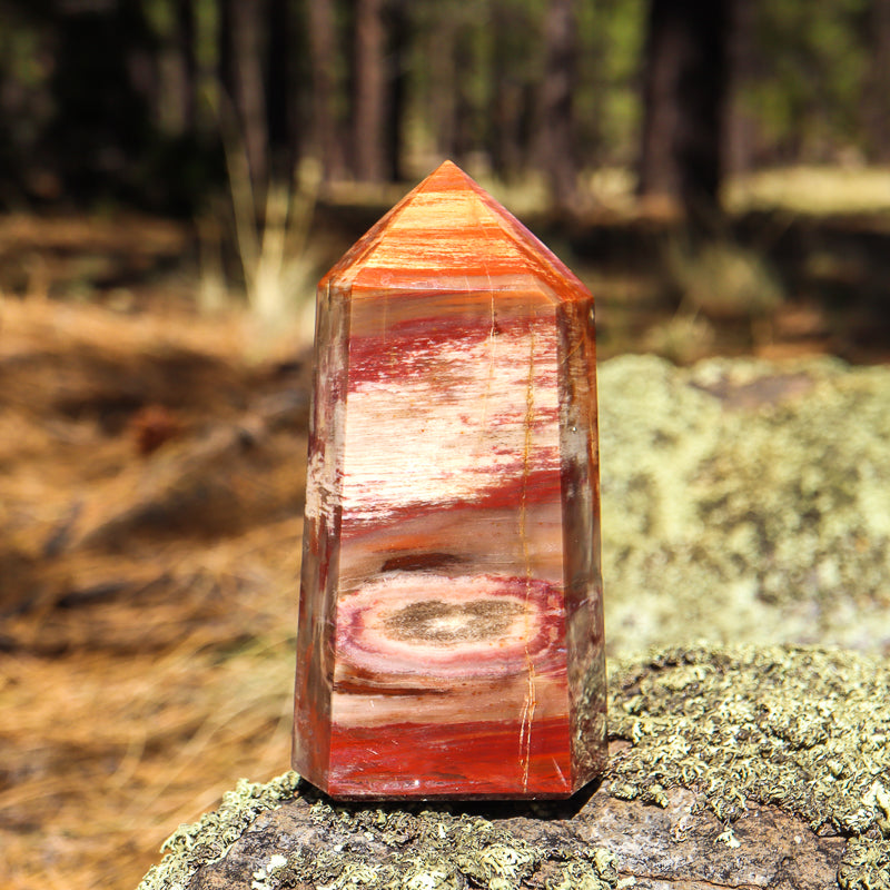 Petrified Wood Point