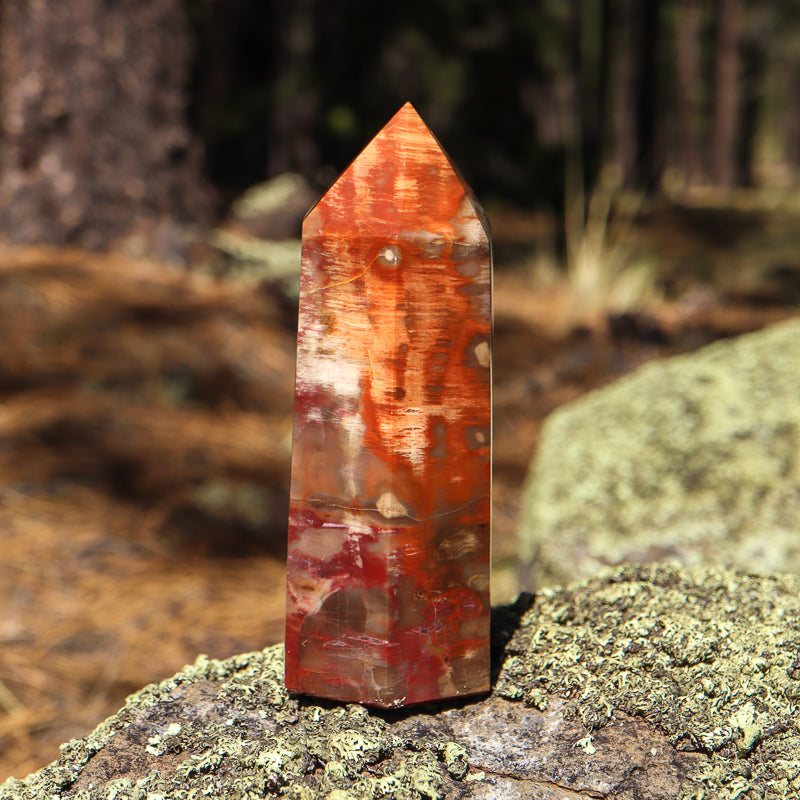 Petrified Wood Point