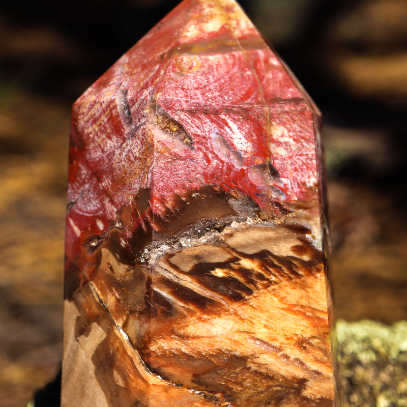 Petrified Wood Point