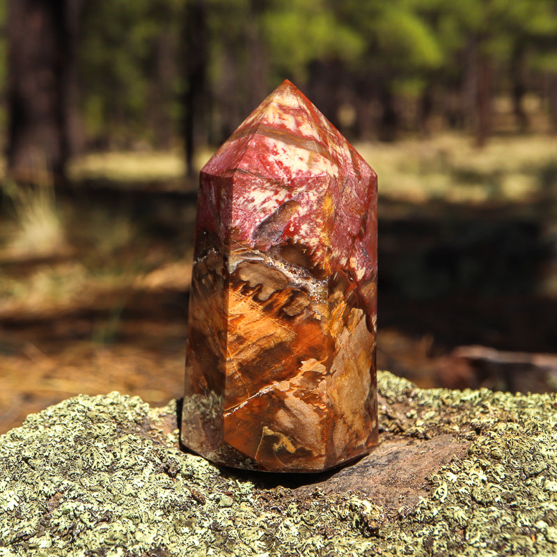 Petrified Wood Point