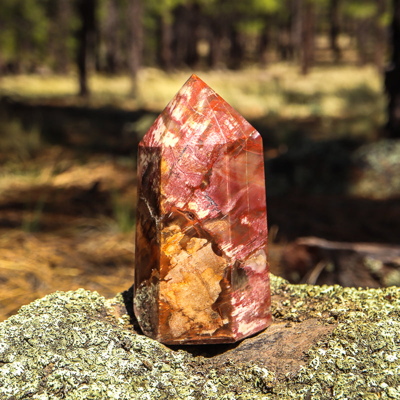 Petrified Wood Point