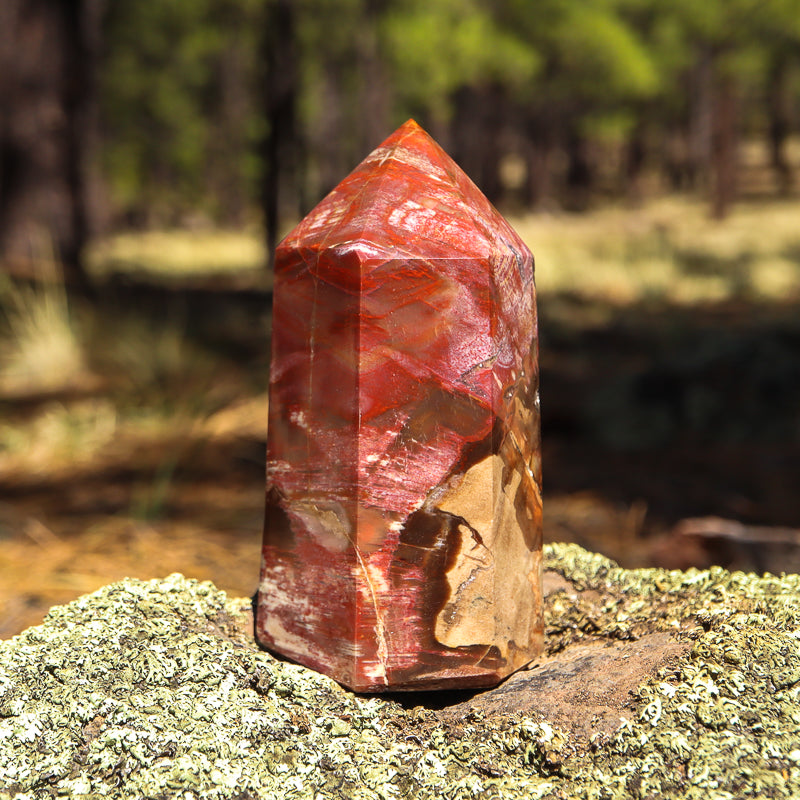 Petrified Wood Point