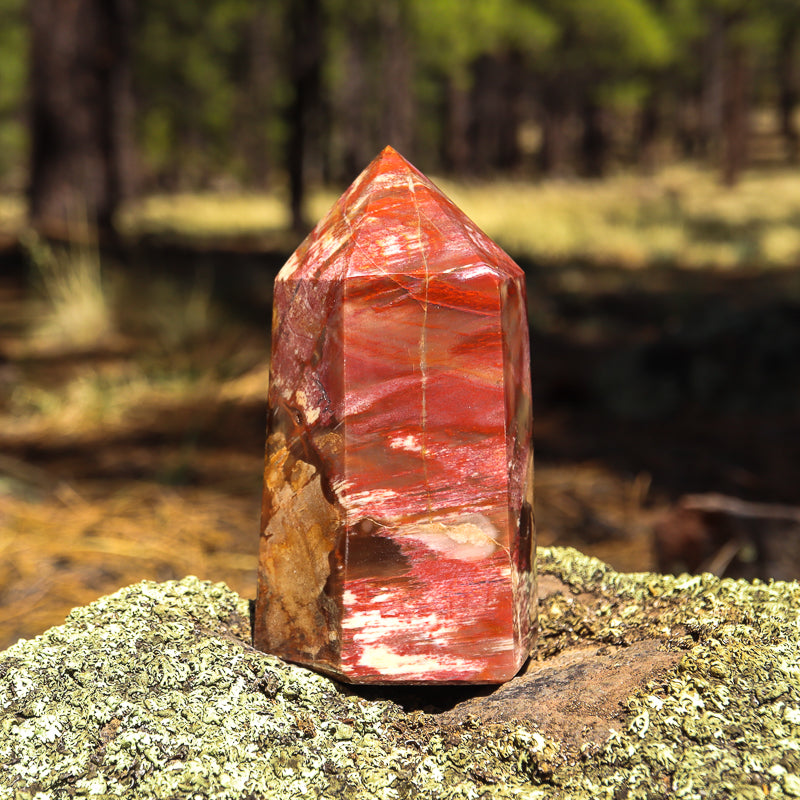 Petrified Wood Point