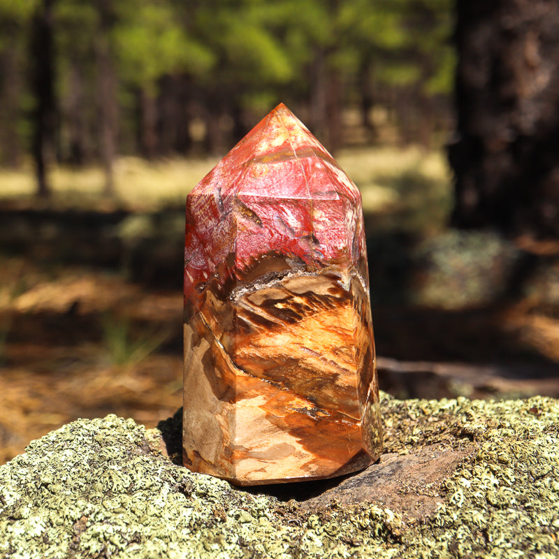 Petrified Wood Point