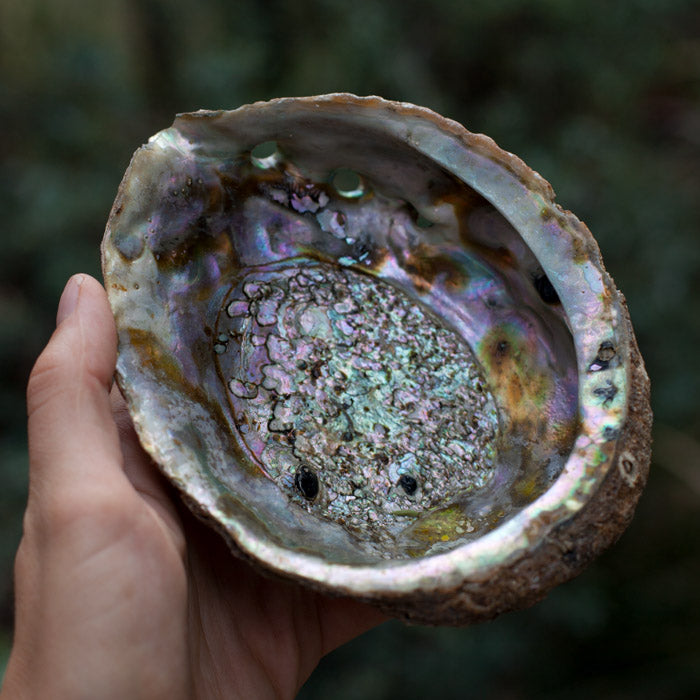 Abalone Shell Bowl Incense Holder Aries 