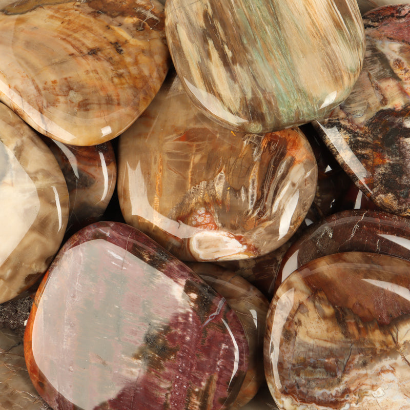 Petrified Wood Palm Stone Crystal Palm Stones Crystal Magic 