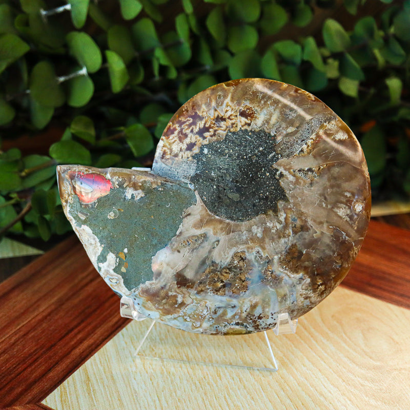 Polished Natural Ammonite Shell